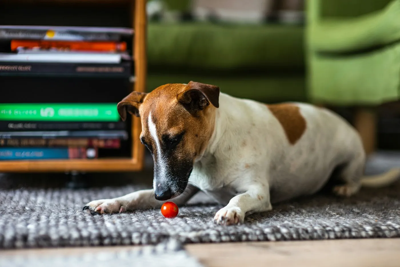 Salon halısı üzerinde oynayan çocuk ve yanında uzanan köpek